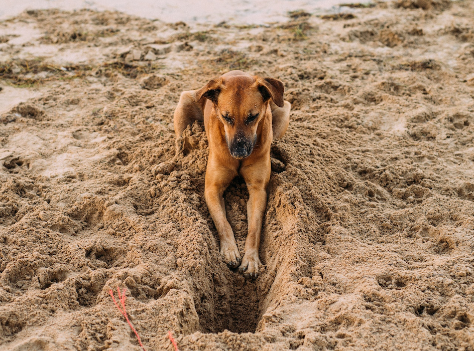 Understanding Your Dog's Bed Digging Behaviour