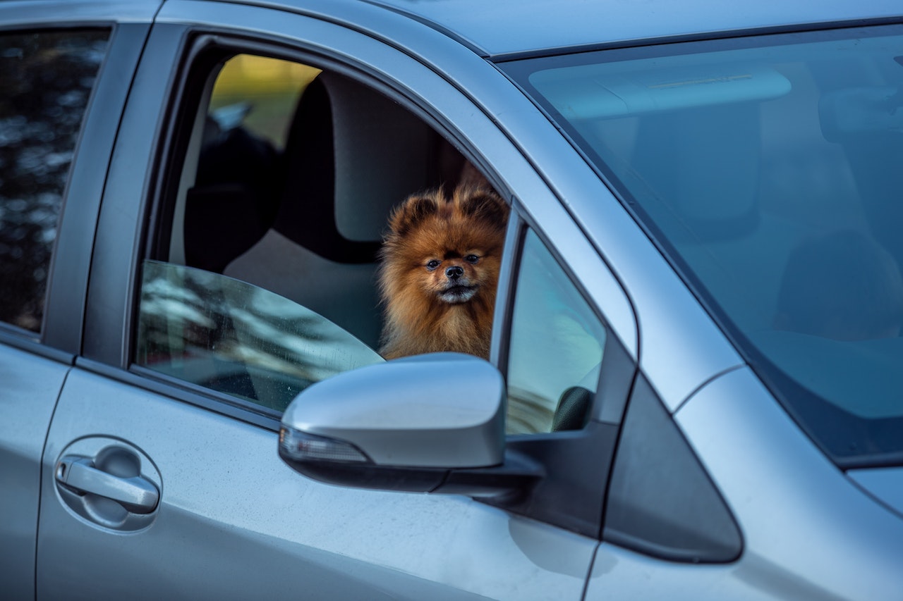 Travelling with Fido: Essential Tips for Dog-friendly Journeys