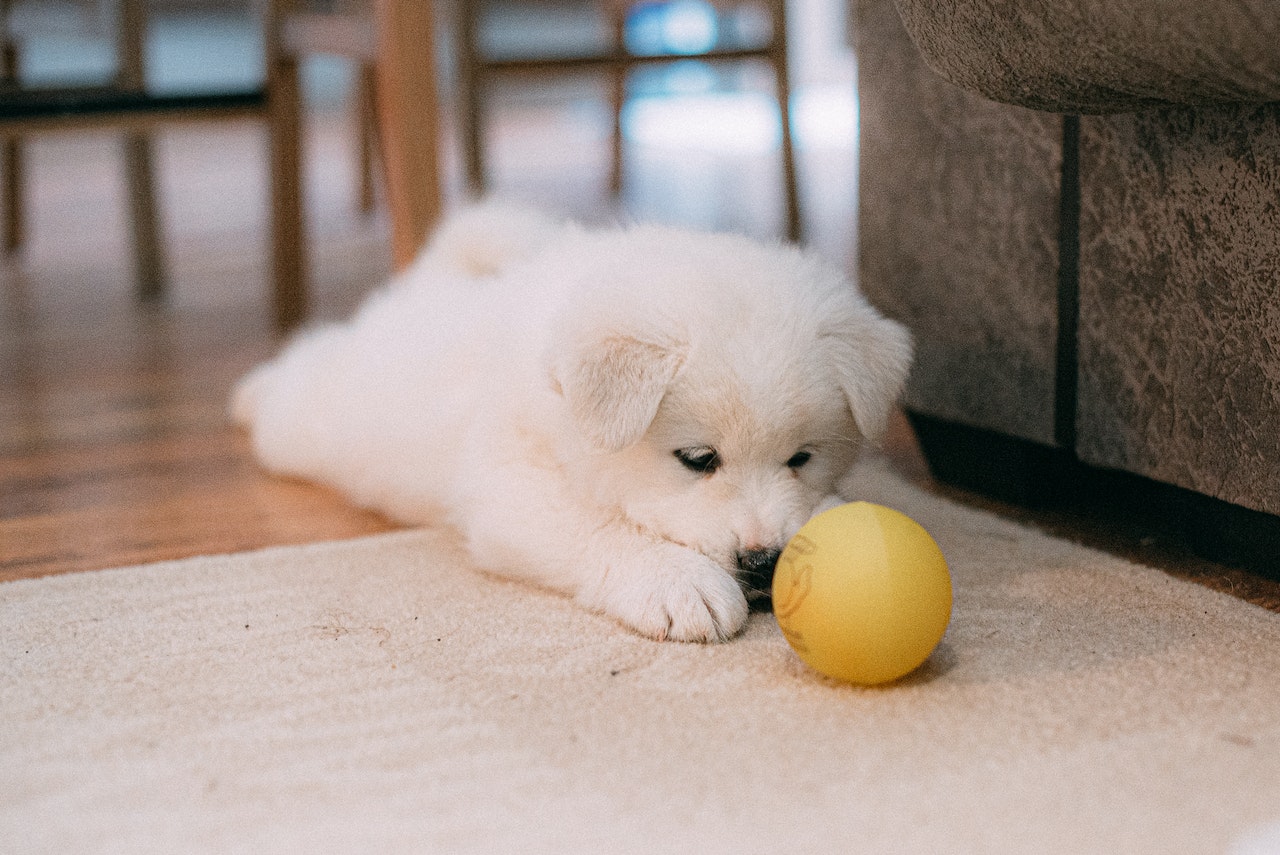 Beat the Boredom: Interactive Toys to Keep Your Dog Engaged