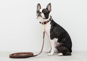 Choosing the Right Collar and Lead for Your Dog