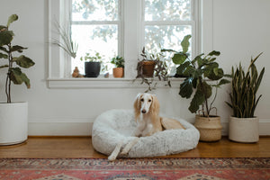 Caring for Your Dog's Bed: Cleaning and Maintenance Tips