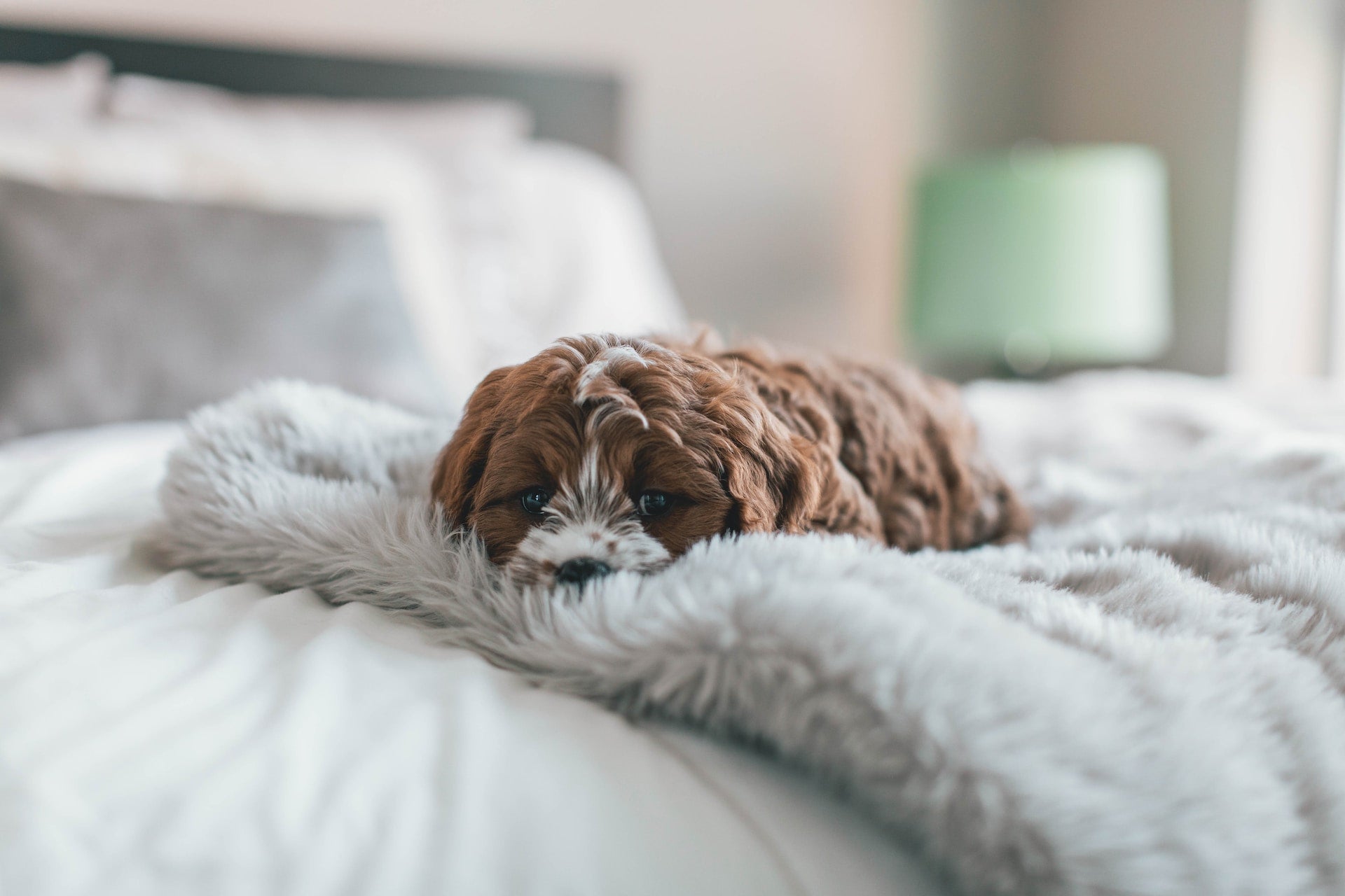 Should Dogs Sleep in Your Bed? Pros and Cons