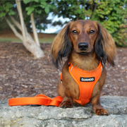 Orange Adventure Dog Harness - Harness - Holler Brighton - DJango