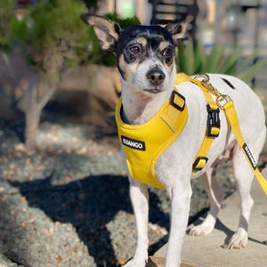 Yellow Adventure Dog Harness - Harness - Holler Brighton - DJango