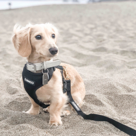 Luxury Dog Harnesses  Strong & Comfortable - Holler, Brighton– Holler  Brighton
