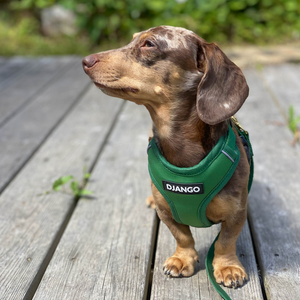 Green Adventure Dog Harness - Harness - Holler Brighton - DJango