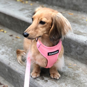 Pink Adventure Dog Harness - Harness - Holler Brighton - DJango