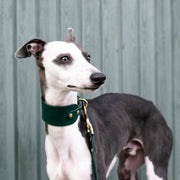 Green - Leather Sighthound Collar - Holler Brighton