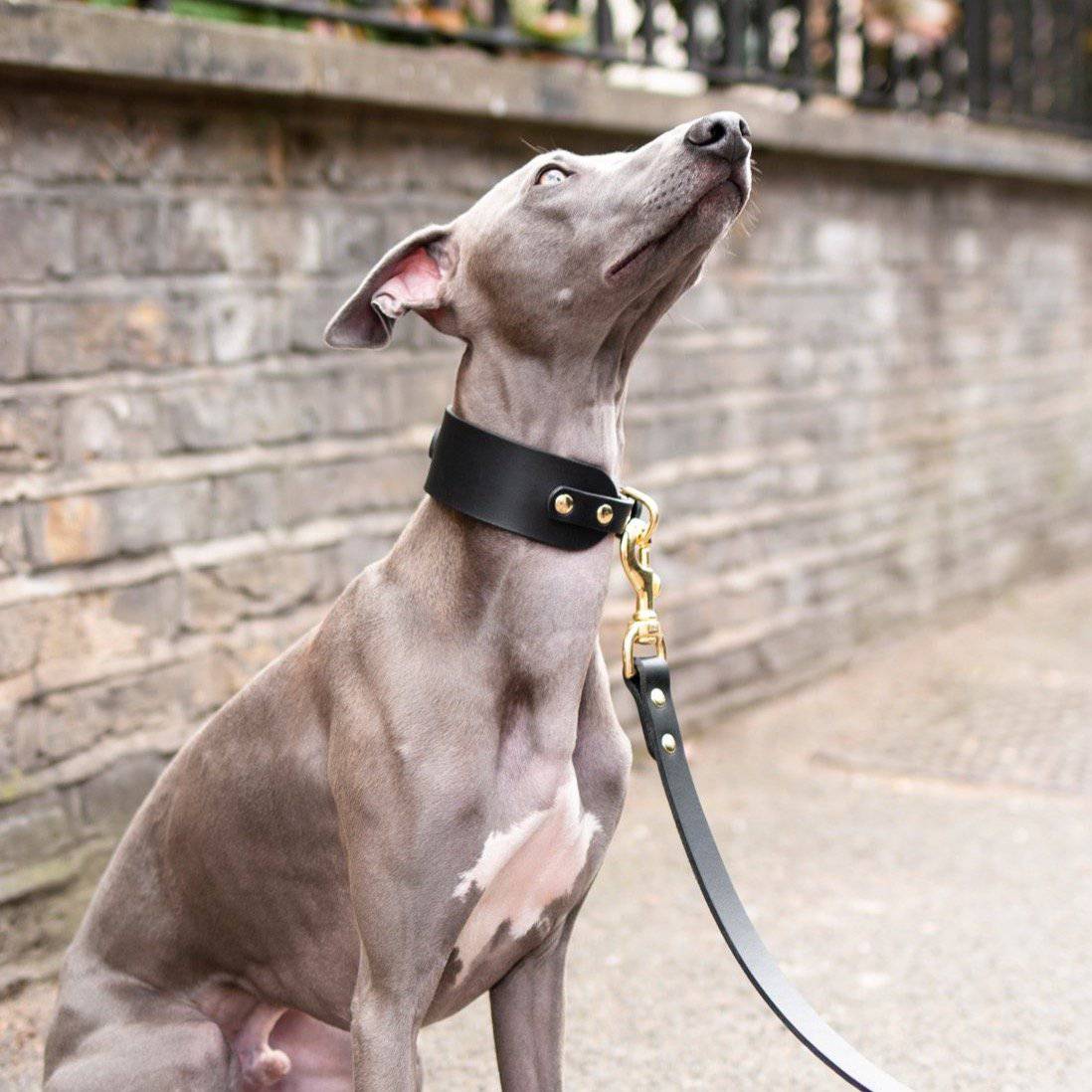 Black - Leather Sighthound Collar - Holler Brighton