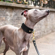 Black - Leather Sighthound Collar - Holler Brighton